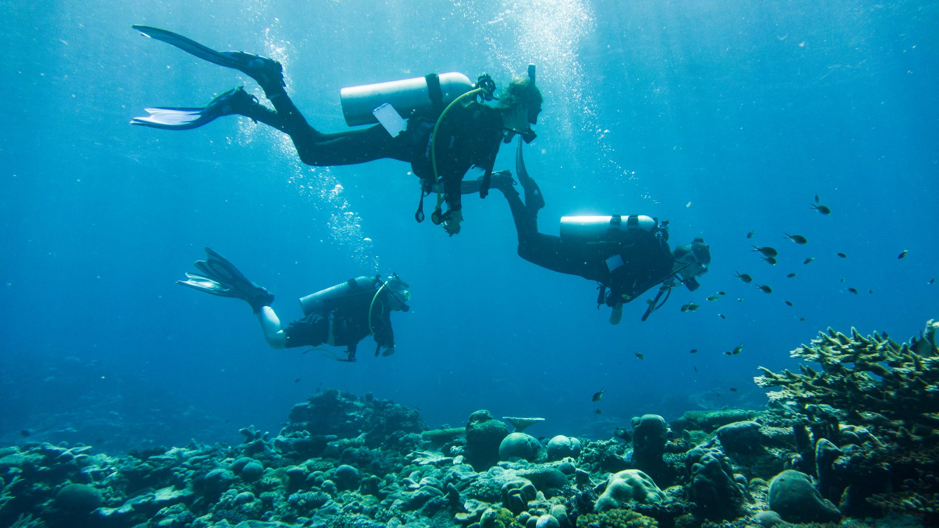 Scuba divers from the Pelorus expedition