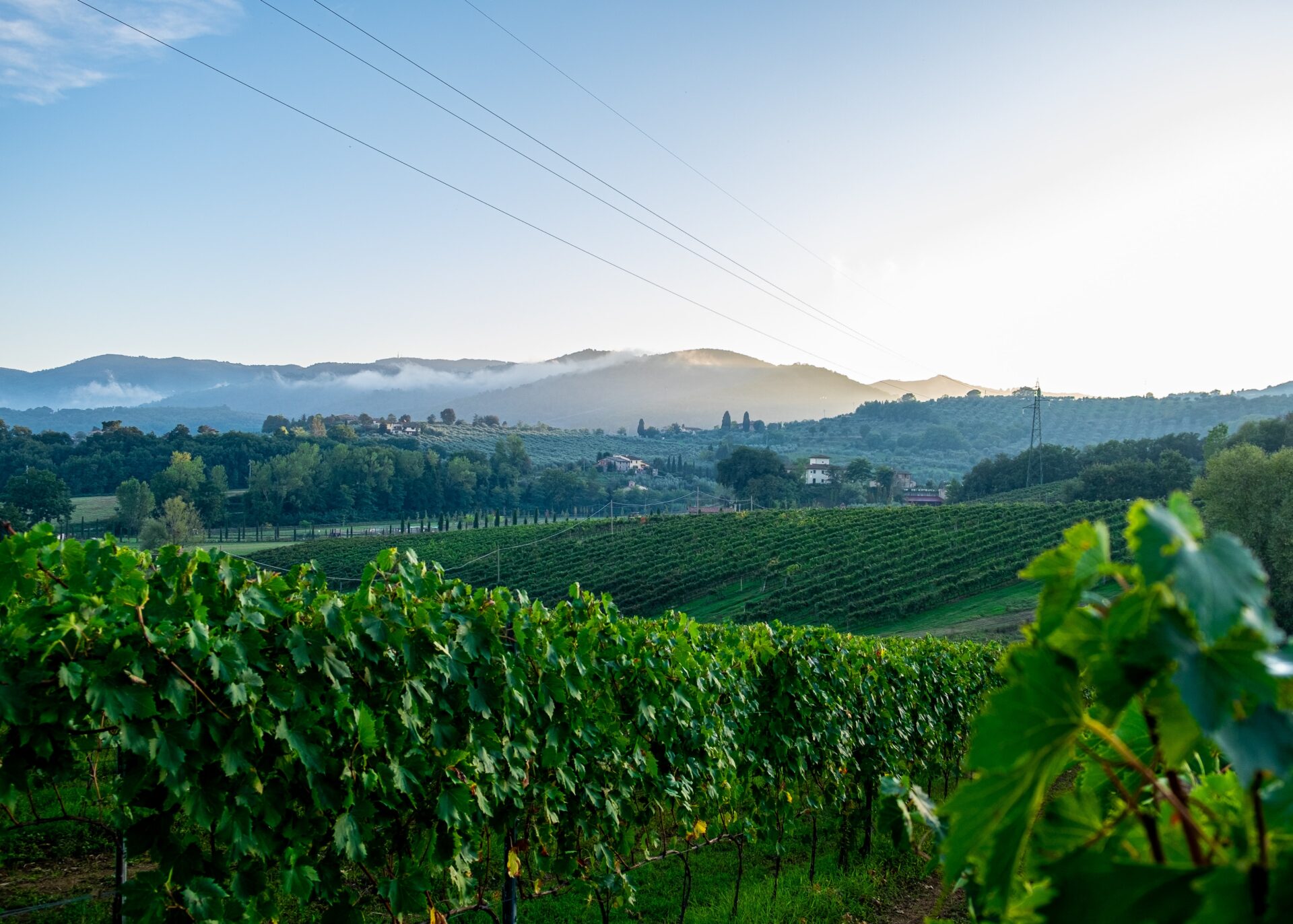 Italys top rated Vineyards