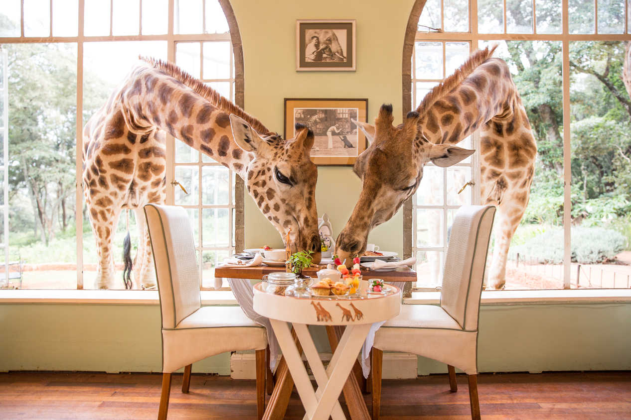 Best things to do when exploring South Africa - Visit the Giraffe Manor 